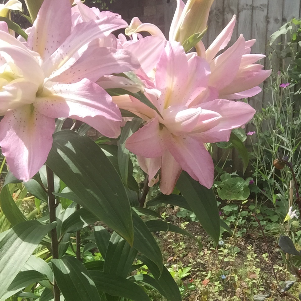 Lily Miss Lucy (Oriental) in the GardenTags plant encyclopedia