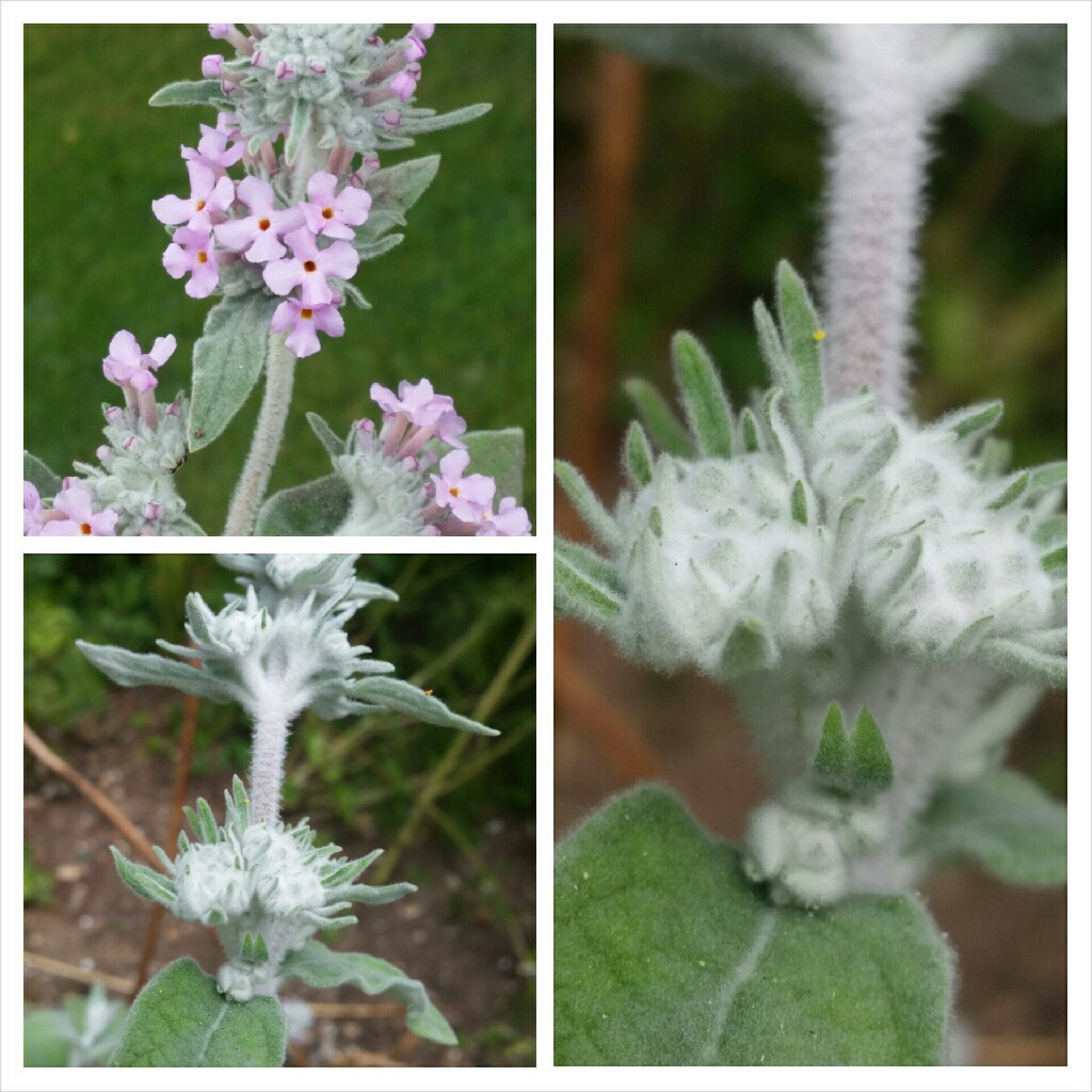 Himalayan Butterfly Bush in the GardenTags plant encyclopedia