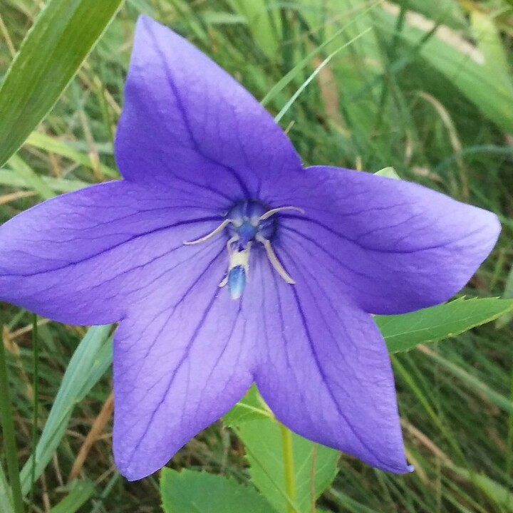 Balloon Flower Sentimental Blue in the GardenTags plant encyclopedia