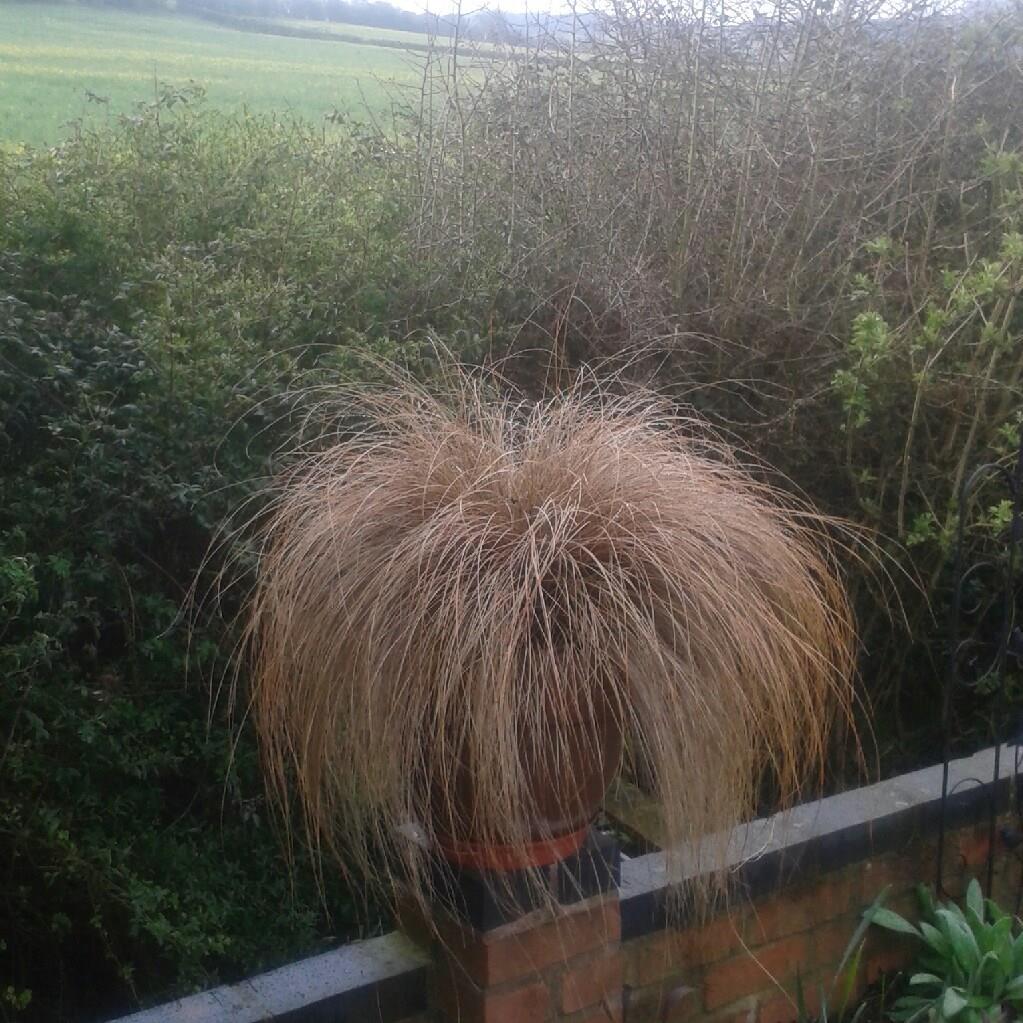 Weeping brown sedge in the GardenTags plant encyclopedia