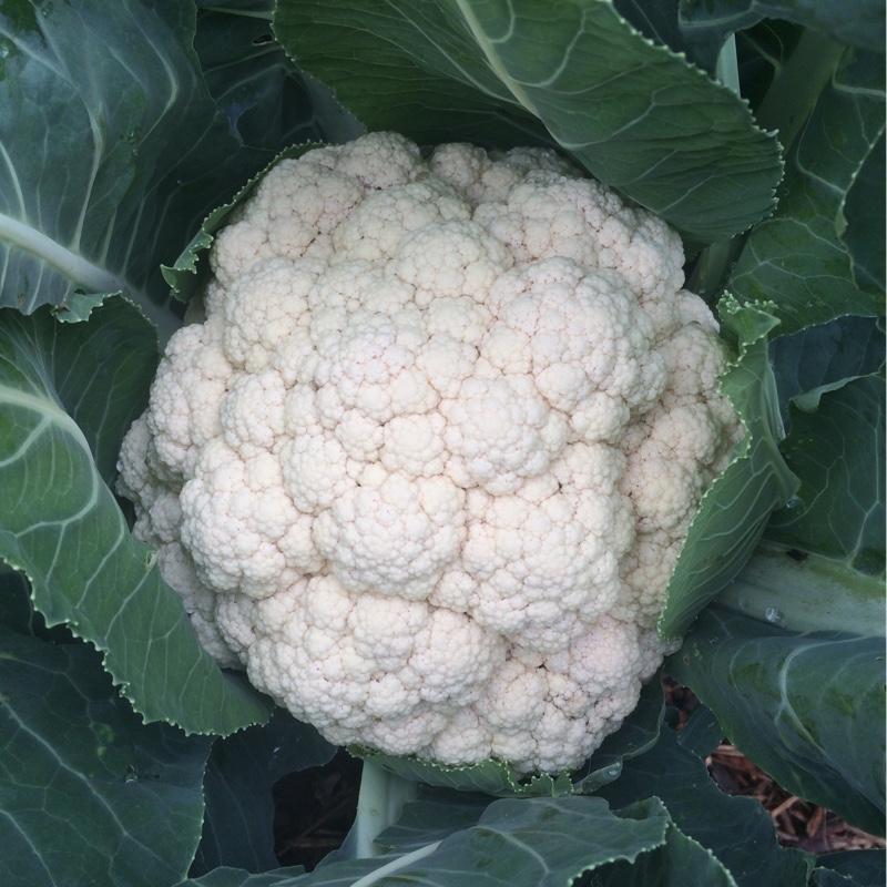 Cauliflower All The Year Round in the GardenTags plant encyclopedia