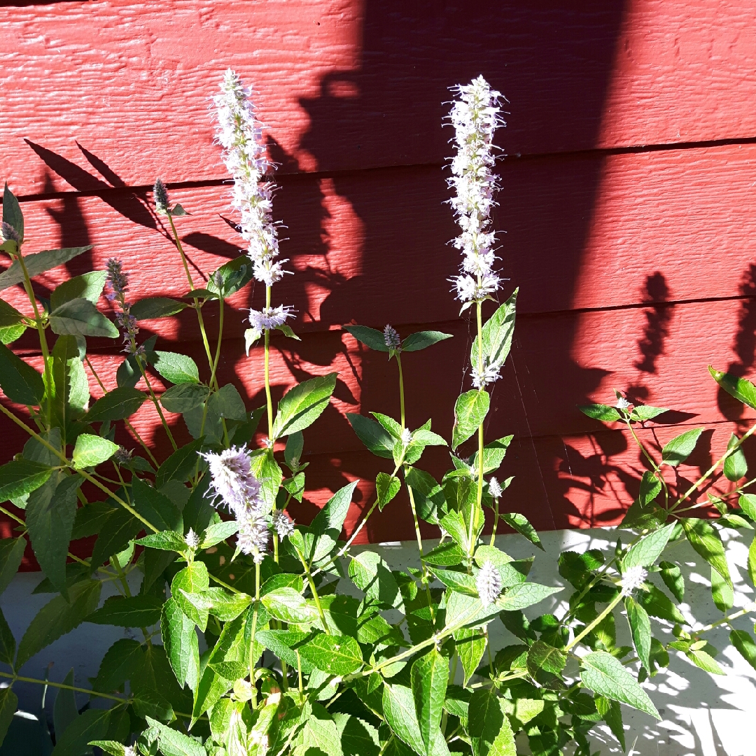 Agastache Blue Fortune in the GardenTags plant encyclopedia