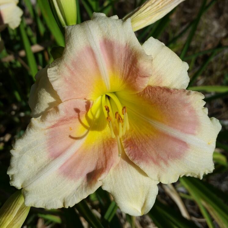 Daylily When My Sweetheart Returns in the GardenTags plant encyclopedia