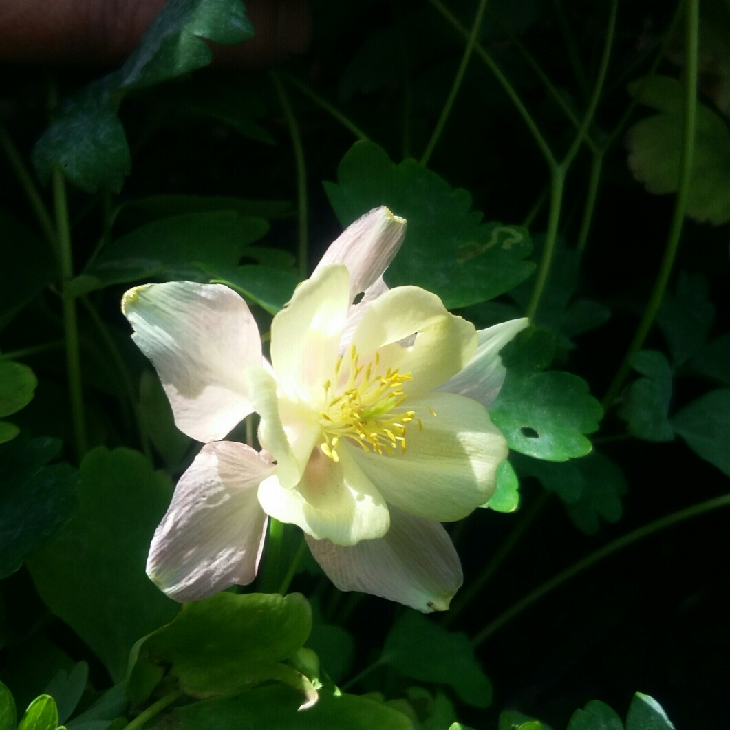 Columbine Mrs Scott Elliot in the GardenTags plant encyclopedia