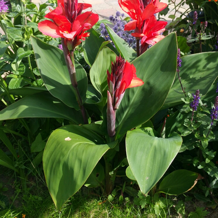 Canna Crimson Beauty in the GardenTags plant encyclopedia