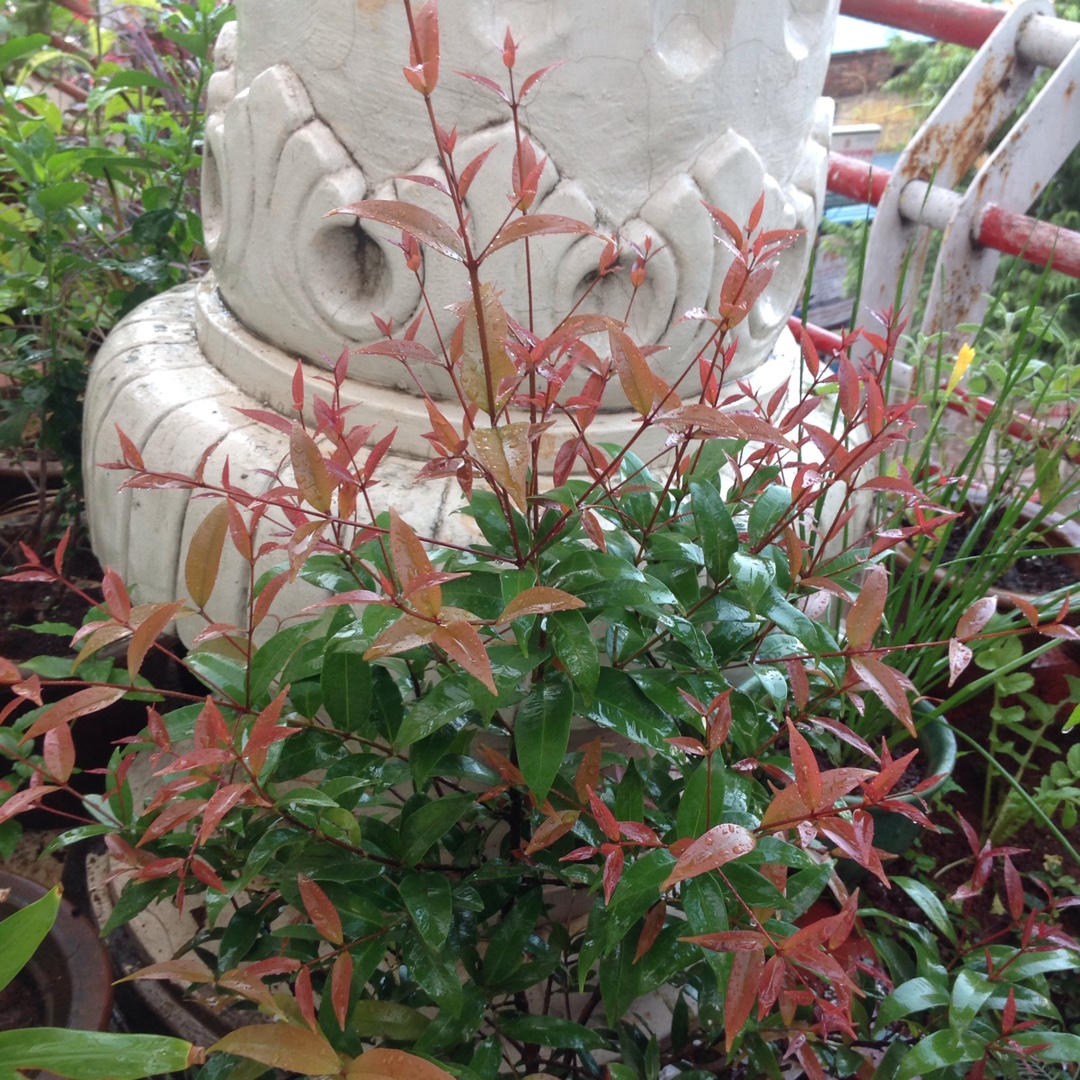 Wild Cinnamon in the GardenTags plant encyclopedia