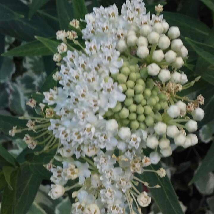 White Swamp Milkweed in the GardenTags plant encyclopedia