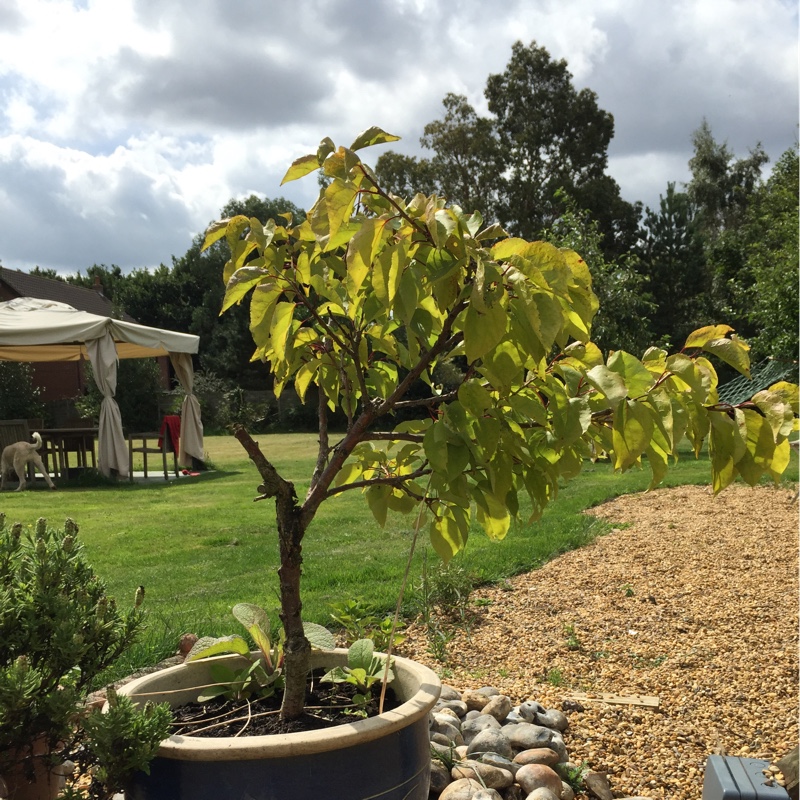 Apricot Tree Aprigold in the GardenTags plant encyclopedia