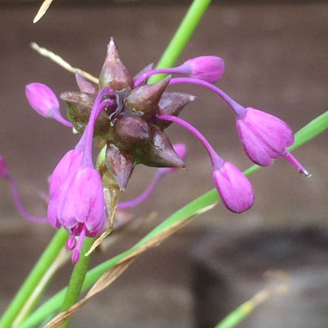 Allium (Species) Keeled Garlic in the GardenTags plant encyclopedia