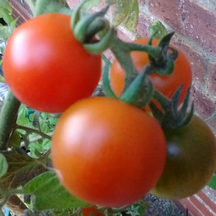 Bush Tomato Terenzo (Cherry Tomato) in the GardenTags plant encyclopedia