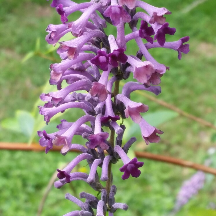 Lindleys Butterfly Bush in the GardenTags plant encyclopedia