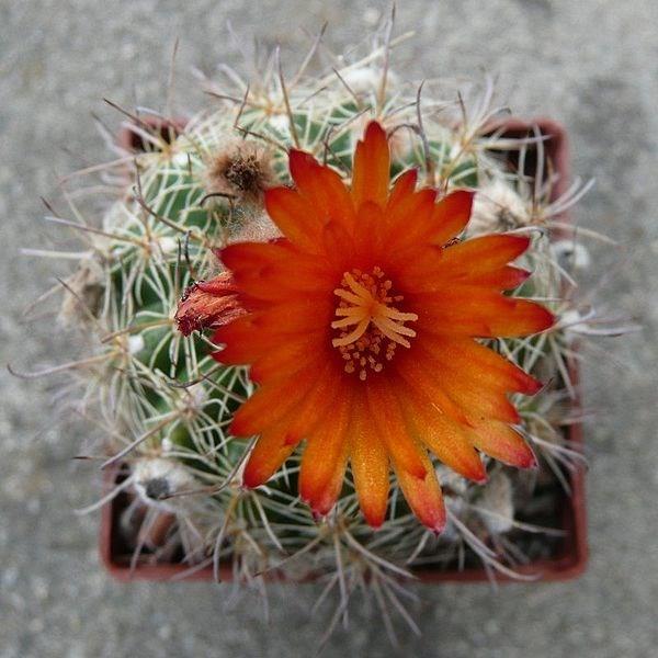 Ball cactus in the GardenTags plant encyclopedia