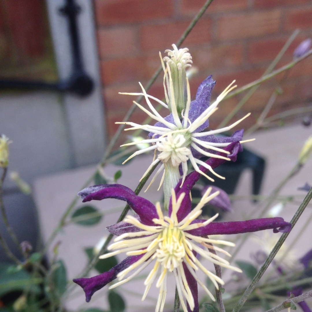 Clematis Aromatica in the GardenTags plant encyclopedia