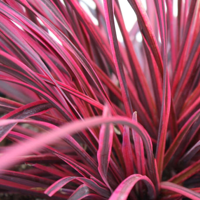 Cabbage Tree Raspberry Fountain in the GardenTags plant encyclopedia