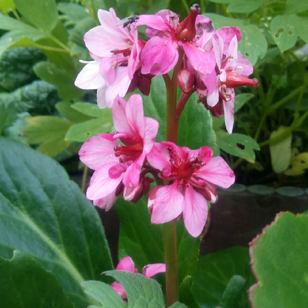 Elephants Ears Pink Dragonfly in the GardenTags plant encyclopedia