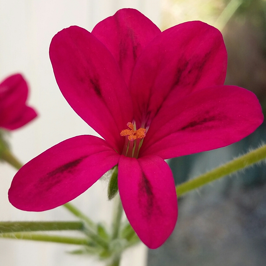 Pelargonium Schottii (Species Hybrid) in the GardenTags plant encyclopedia