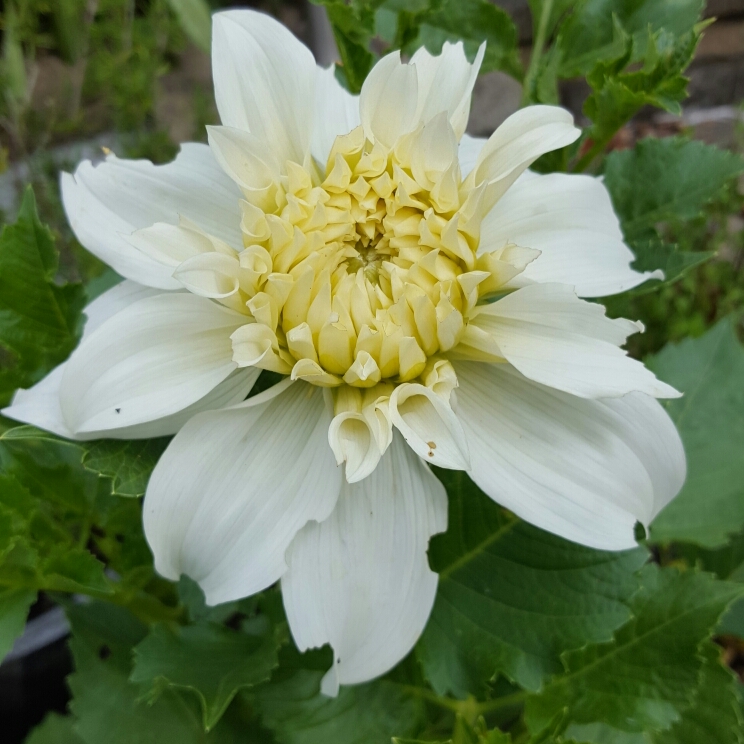 Dahlia Louie Meggos in the GardenTags plant encyclopedia