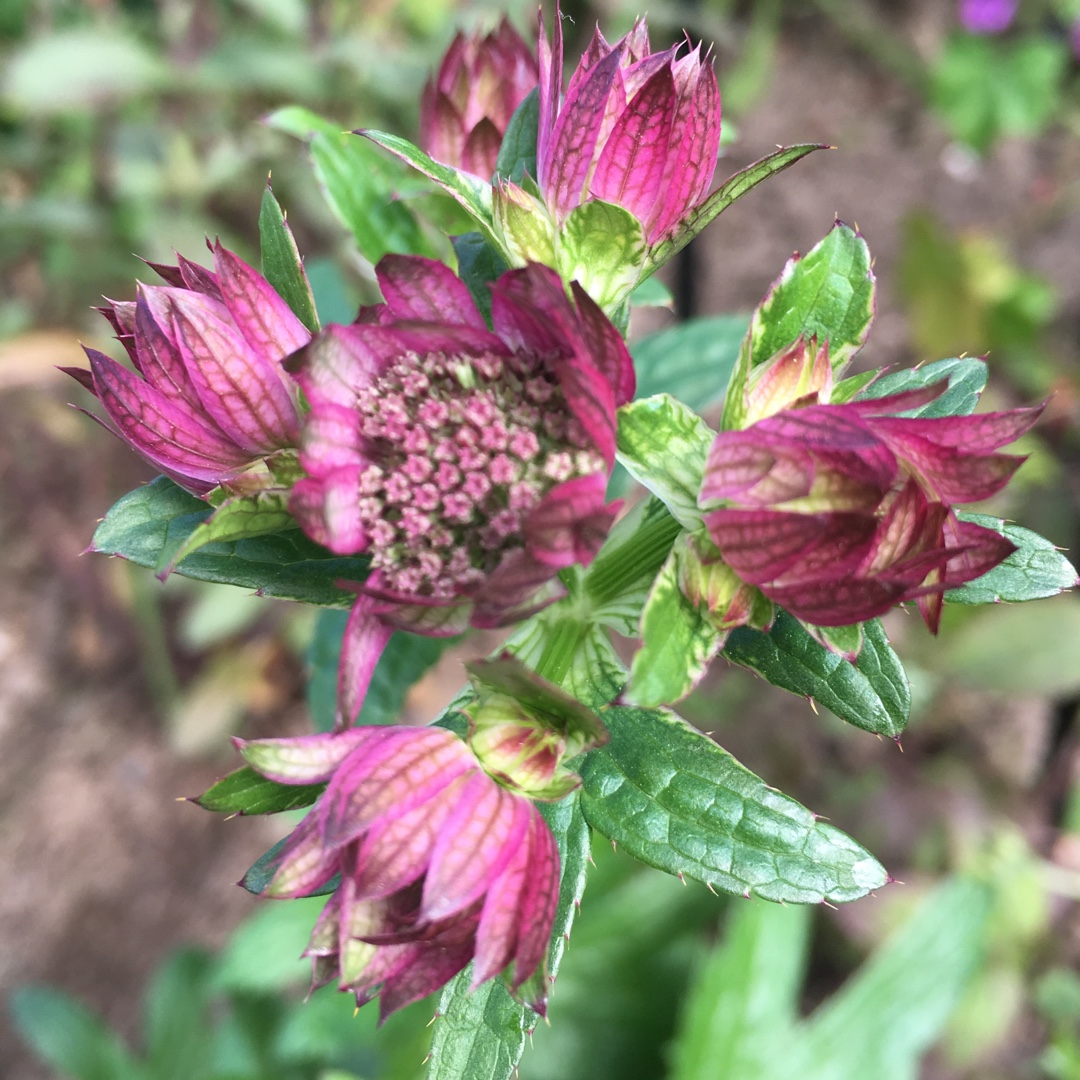 Masterwort Rubra in the GardenTags plant encyclopedia