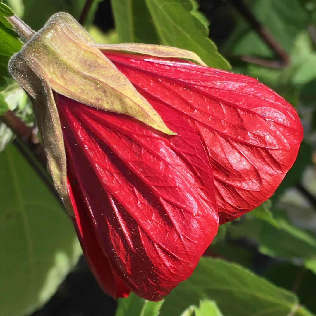 Miller Abutilon Variegatum in the GardenTags plant encyclopedia