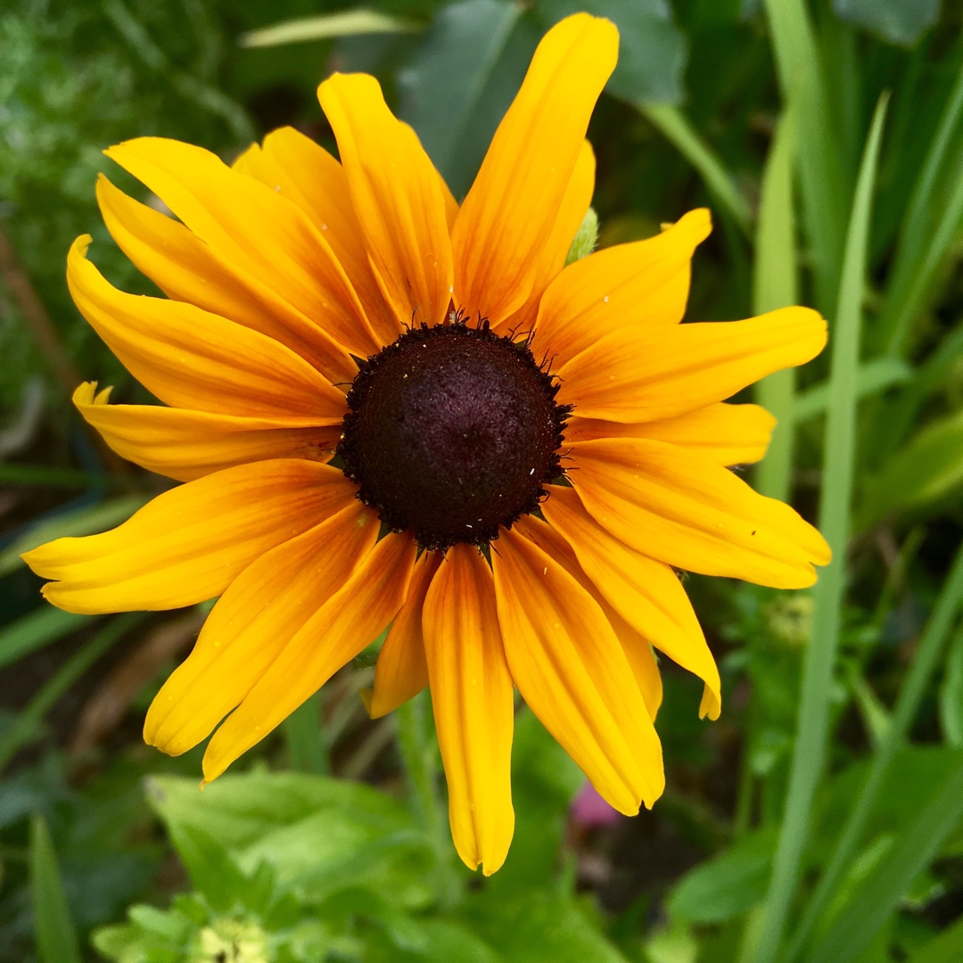 Coneflower Kelvedon Star in the GardenTags plant encyclopedia