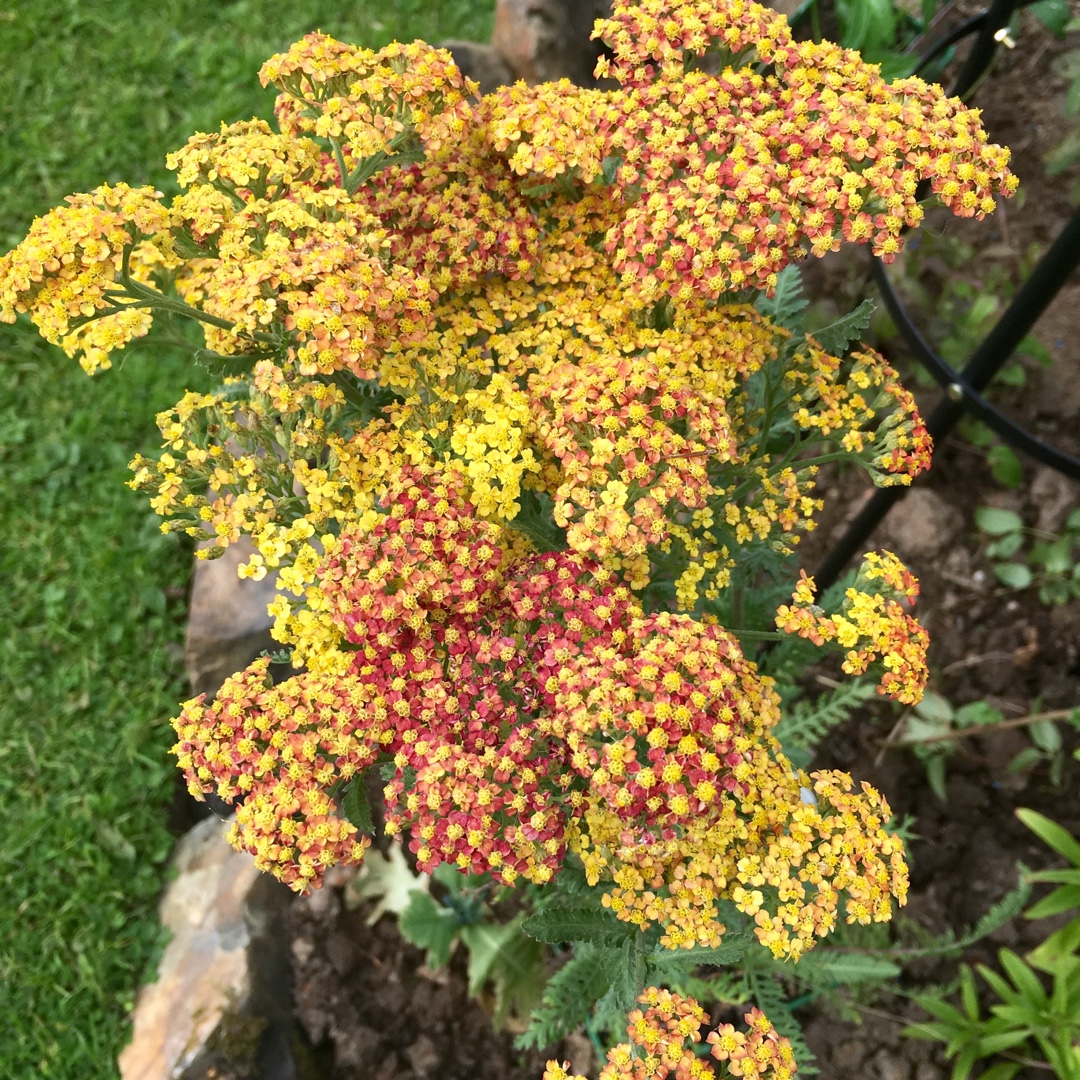 Yarrow Walther Funcke in the GardenTags plant encyclopedia