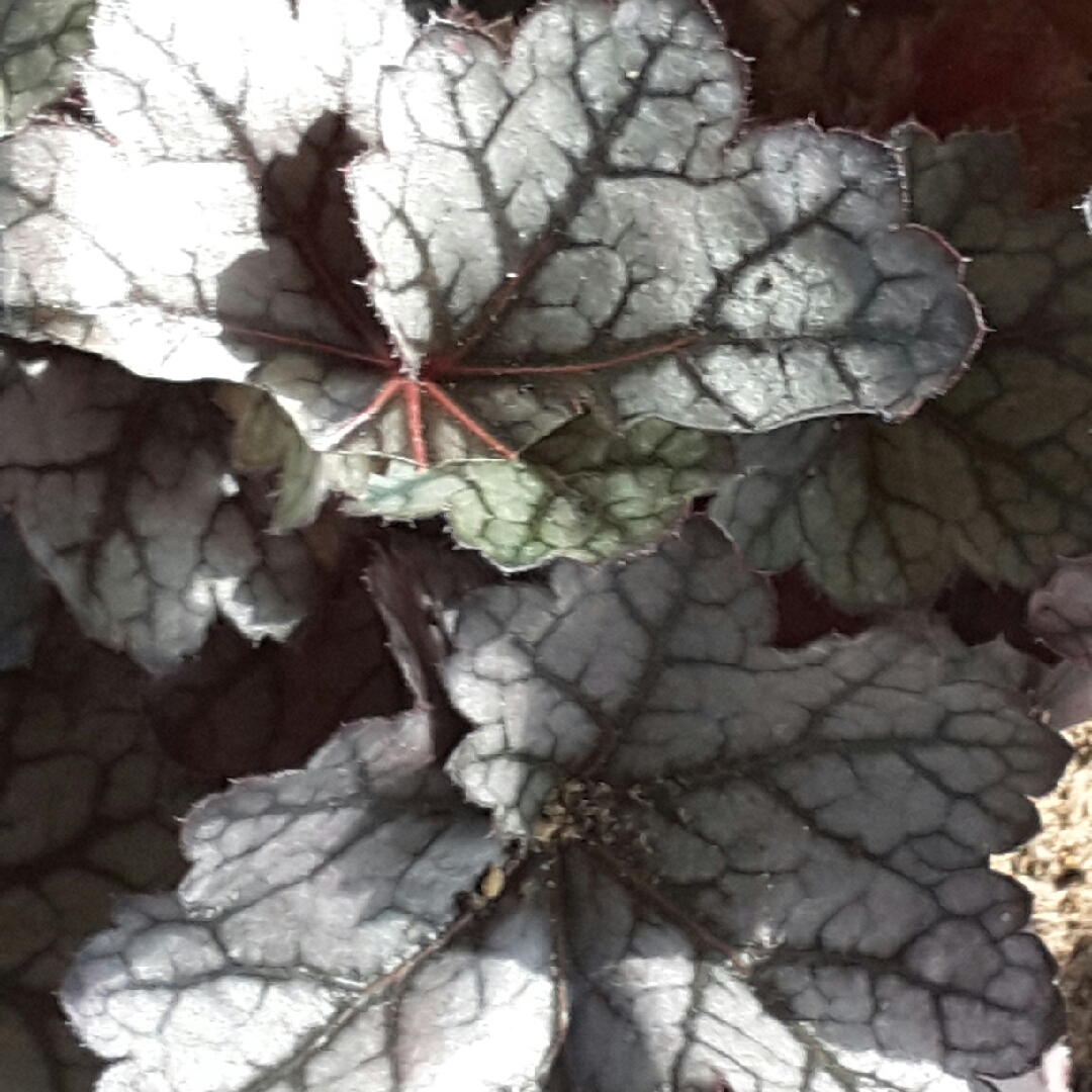 Alumroot Glitter in the GardenTags plant encyclopedia