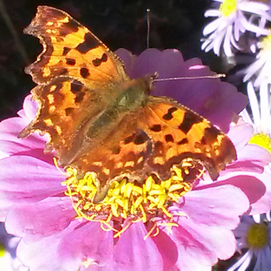 Zinnia Hot Mix in the GardenTags plant encyclopedia