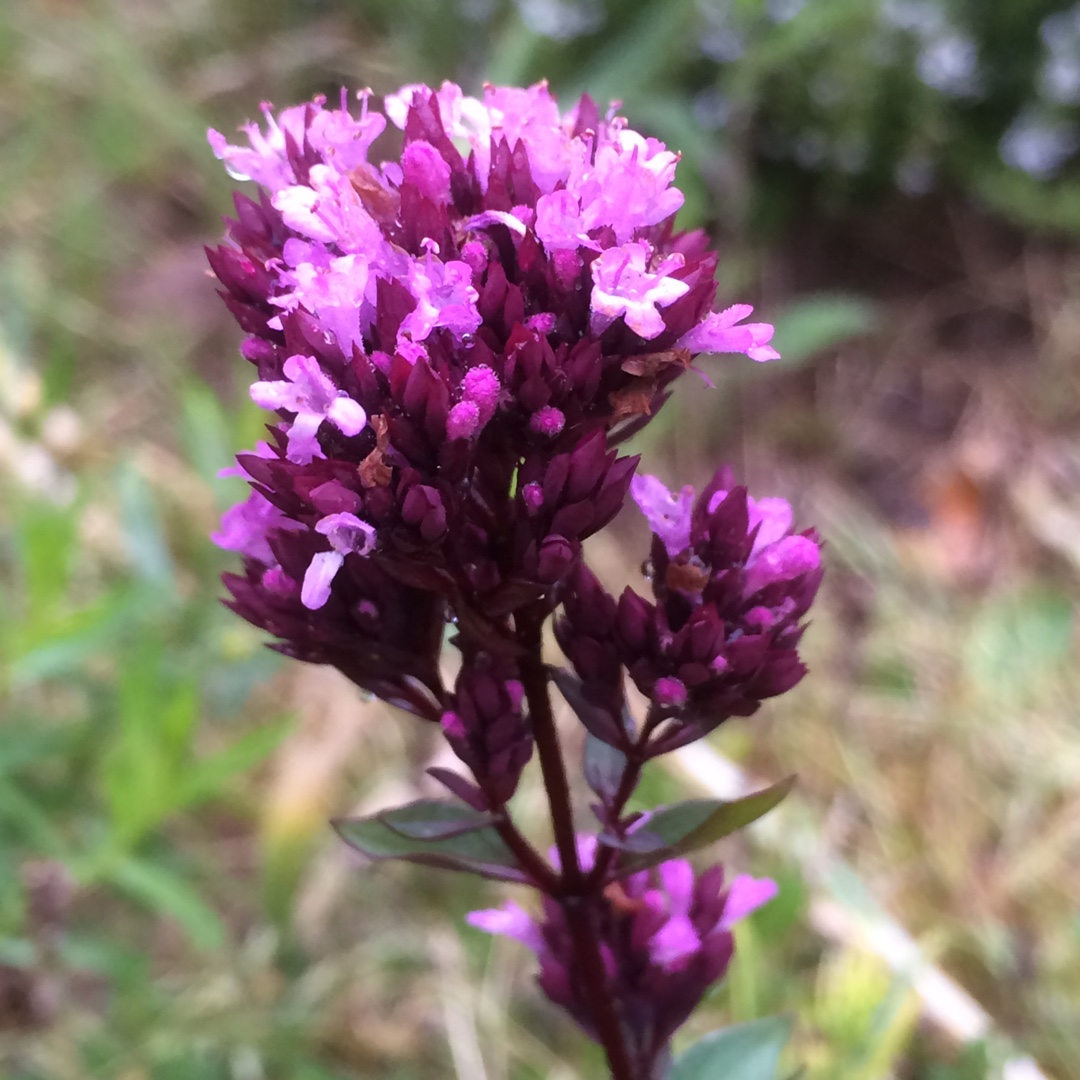 Smooth Oregano Herrenhausen in the GardenTags plant encyclopedia