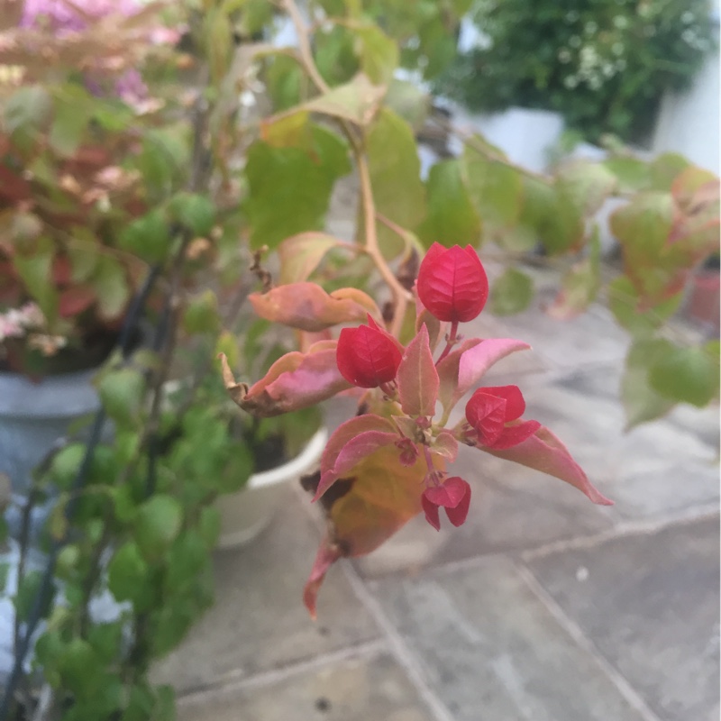 Bougainvillea Zulu Queen in the GardenTags plant encyclopedia