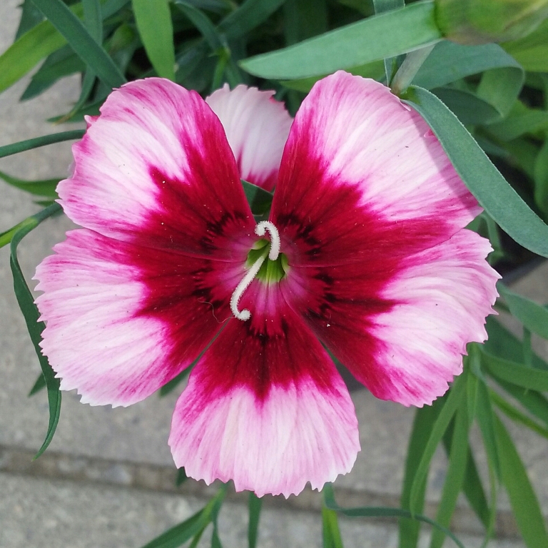 China Pink Raspberry Parfait in the GardenTags plant encyclopedia