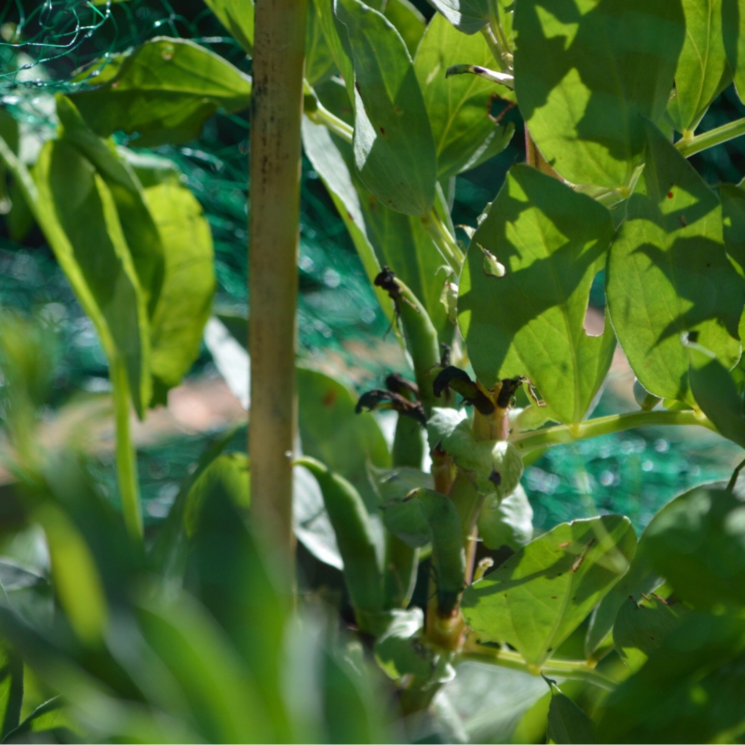 Dwarf Broad Bean The Sutton in the GardenTags plant encyclopedia