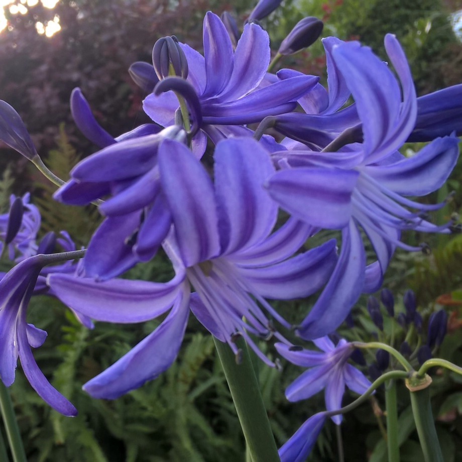 African Lily Northern Star in the GardenTags plant encyclopedia