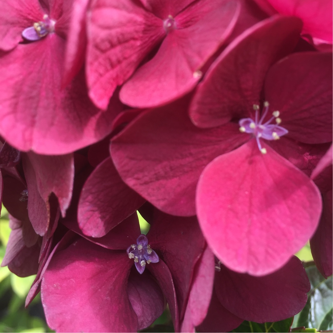 Hydrangea Mervine Sanguine in the GardenTags plant encyclopedia