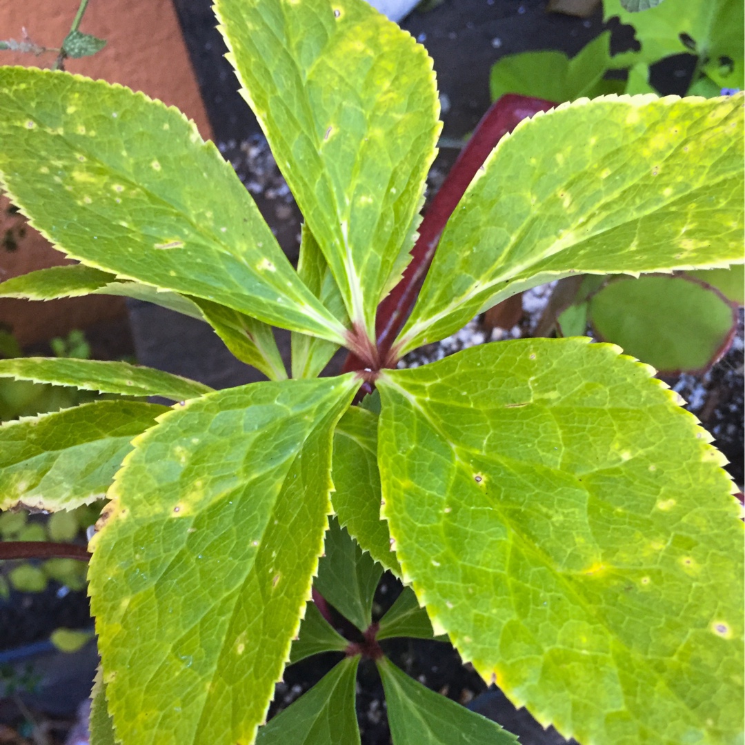 Hellebore Golden Sunrise in the GardenTags plant encyclopedia