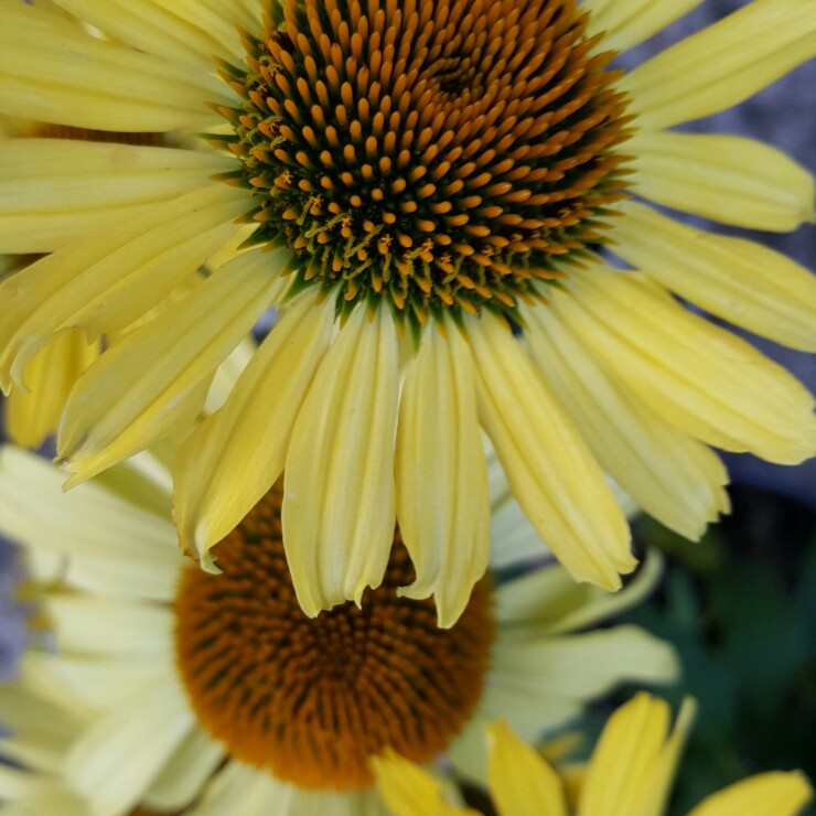 Coneflower Cleopatra in the GardenTags plant encyclopedia