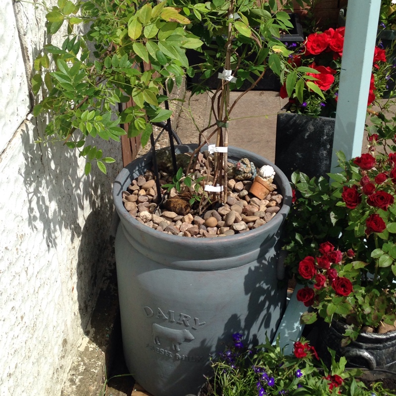 American Wisteria in the GardenTags plant encyclopedia