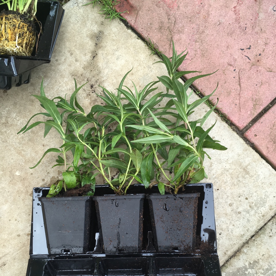 Beardtongue Woodpecker in the GardenTags plant encyclopedia