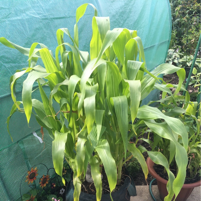 Sweet Corn Swift F1 Hybrid in the GardenTags plant encyclopedia