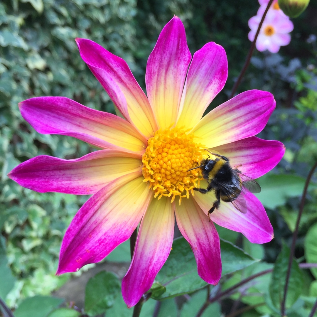 Dahlia Bright Eyes (Single-flowered) in the GardenTags plant encyclopedia