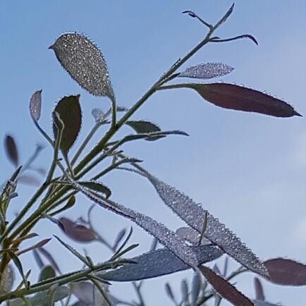 Alpine Cider Gum in the GardenTags plant encyclopedia