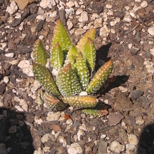 Haworthiopsis Enon in the GardenTags plant encyclopedia