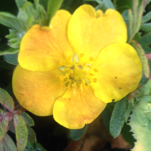 Shrubby cinquefoil  Tangerine in the GardenTags plant encyclopedia