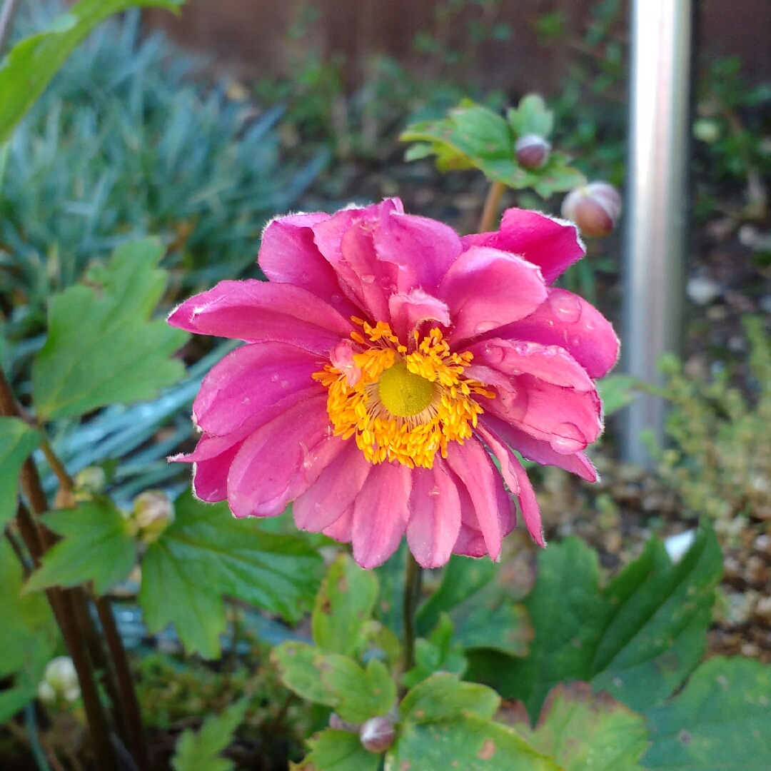 Japanese Anemone Pamina in the GardenTags plant encyclopedia