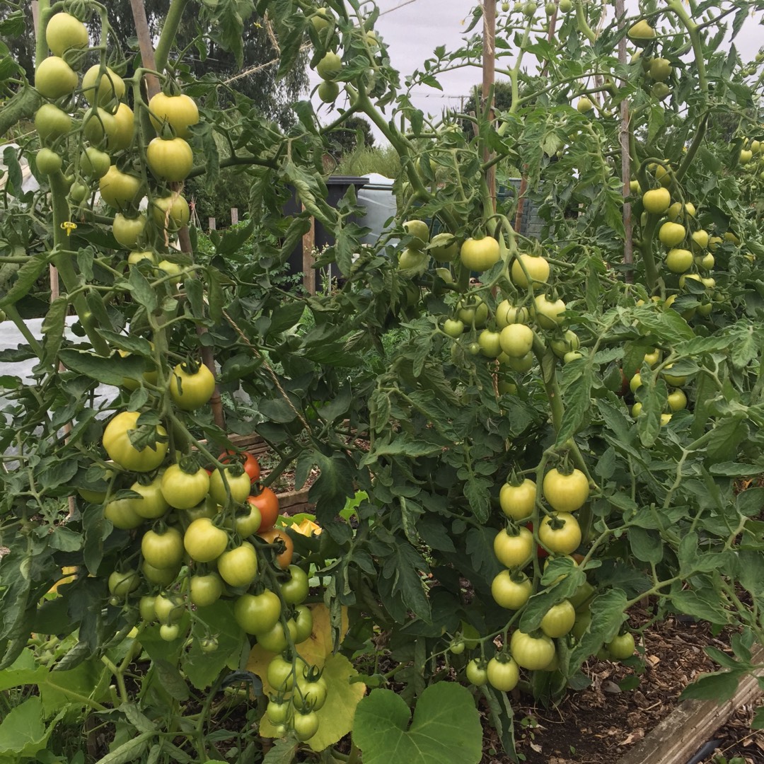 Tomato Mountain Magic in the GardenTags plant encyclopedia