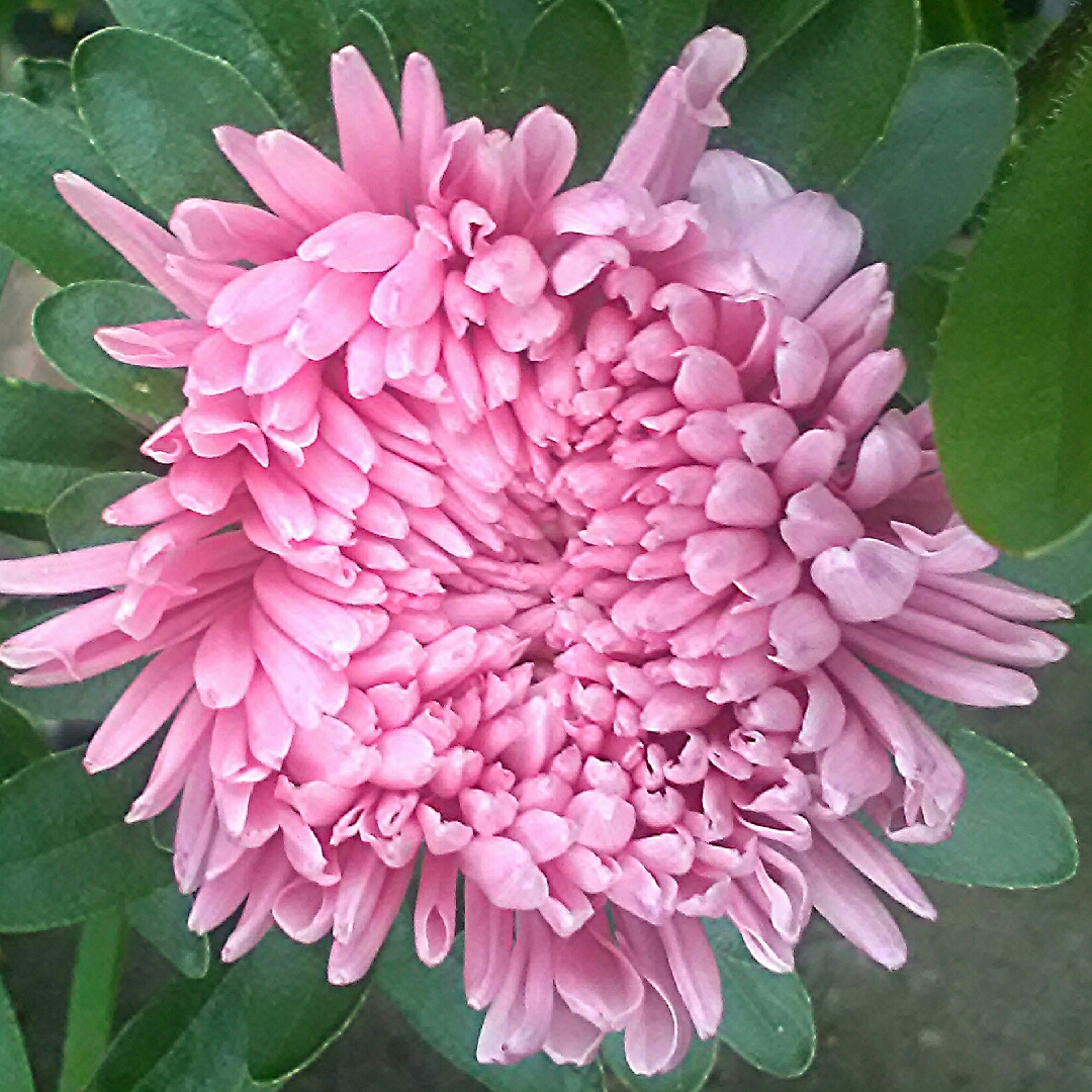 Bedding Aster in the GardenTags plant encyclopedia