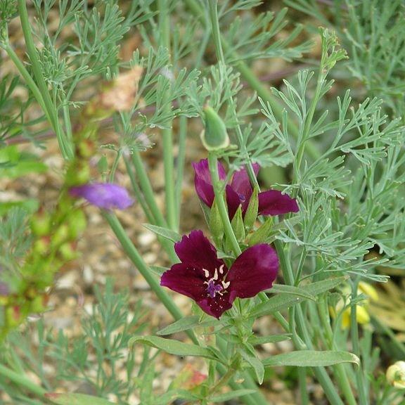 Purple Clarkia in the GardenTags plant encyclopedia