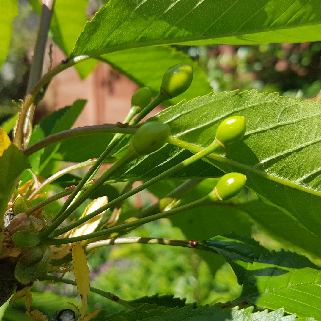 Sweet Cherry Tree Bing in the GardenTags plant encyclopedia