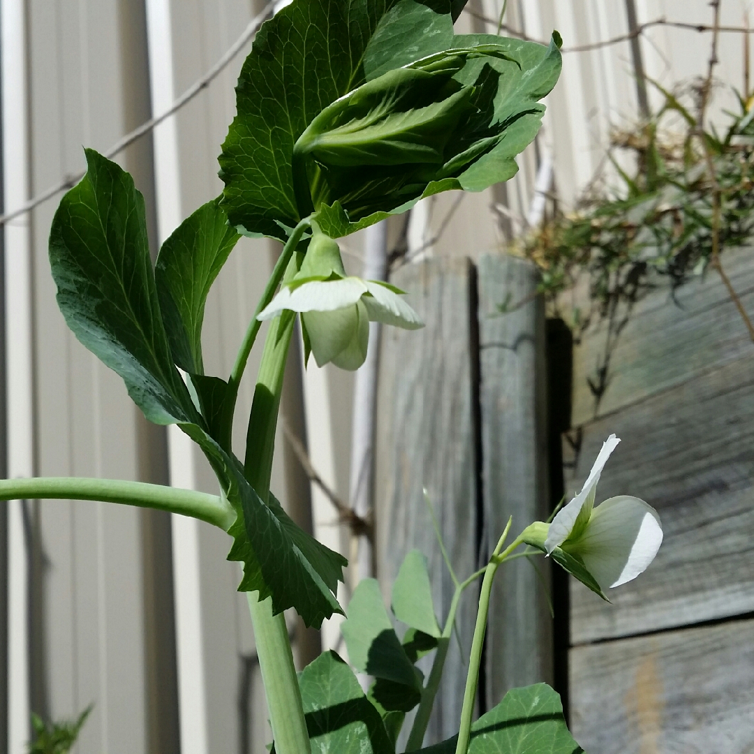 Pea Novella in the GardenTags plant encyclopedia