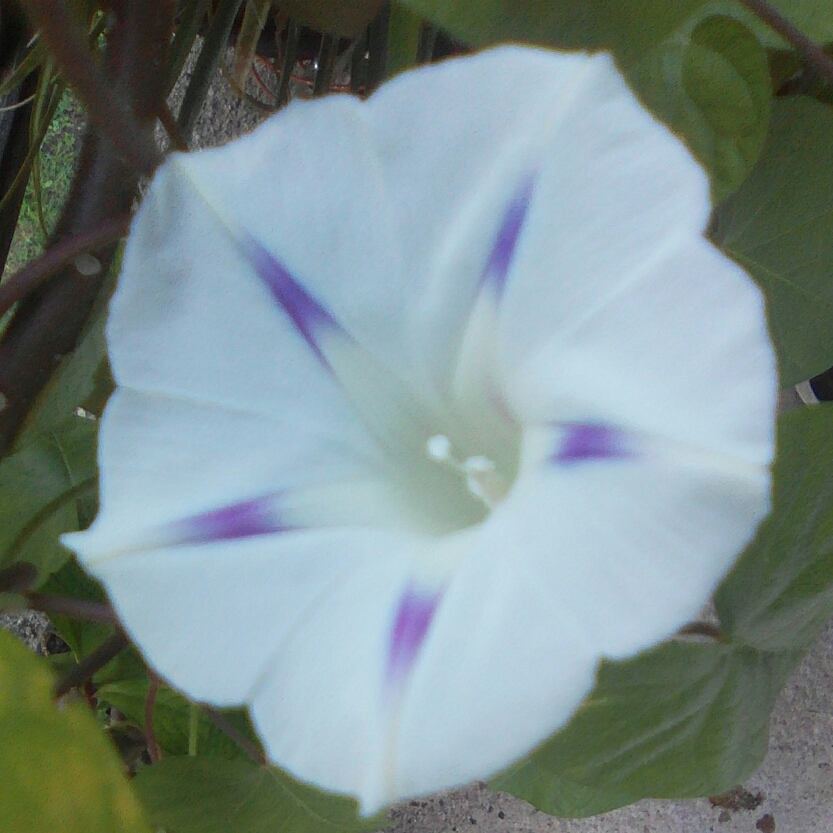 Morning Glory Milky Way in the GardenTags plant encyclopedia