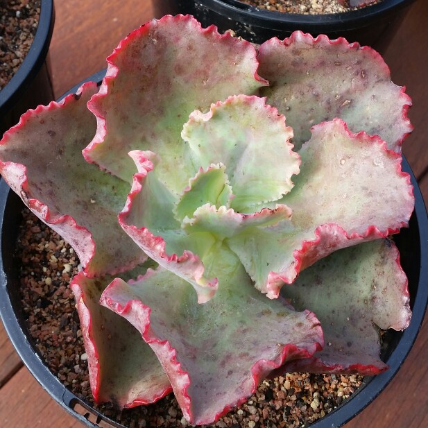 Echeveria Dicks Pink in the GardenTags plant encyclopedia